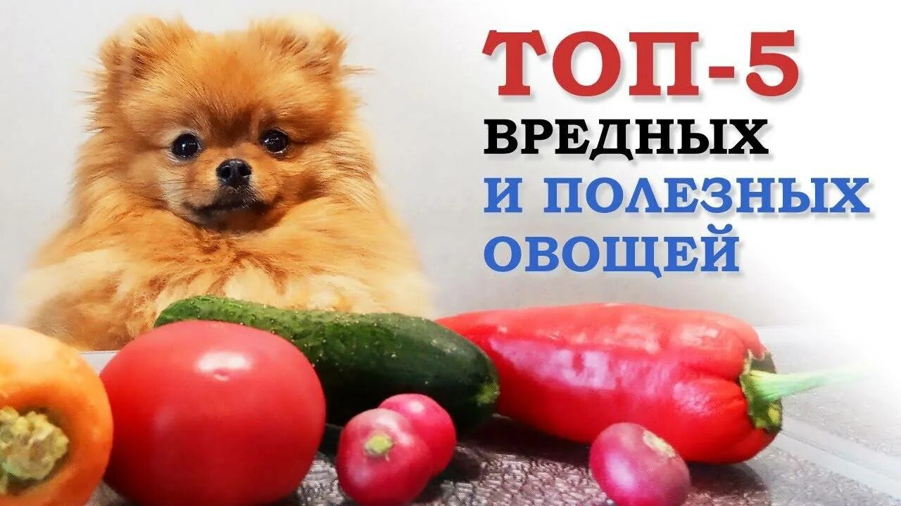 Можно собаке давать фрукты. Овощи полезные для собак. Опасные продукты для собак. Фрукты для шпица. Разрешенные фрукты и овощи собаке.