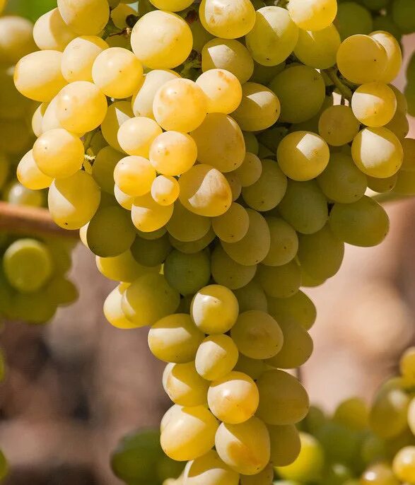 Виноград плодовый супер-экстра (c3). Виноград плодовый супер-экстра (c3). Виноград плодовый богатяновский. Виноград сорт супер экстра отзывы. Сорт винограда супер экстра.