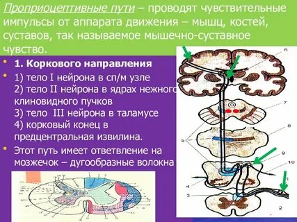 Рецепторы проводящих путей