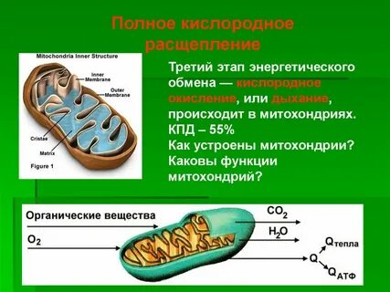Энергетический обмен 9
