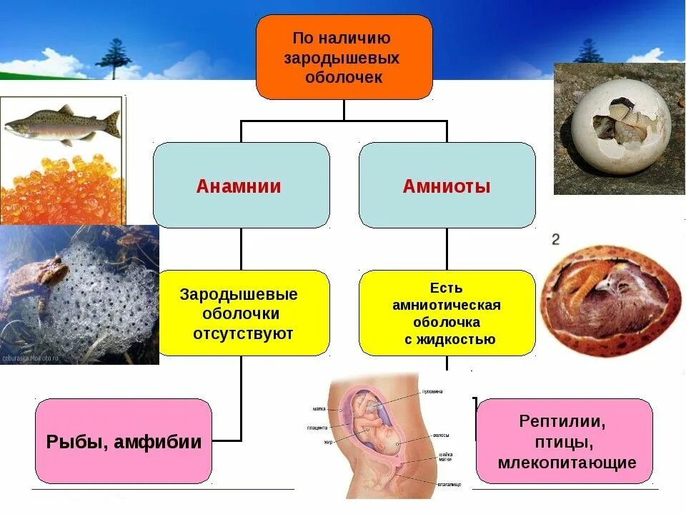 Оболочки анамний. Сравнительная характеристика анамний и амниот. строение зародыша анамний. амниоты млекопитающие.