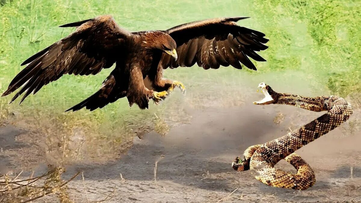 Орел и змея. Орел против змеи. Орел нападает. Змея против орла. Battle eagle