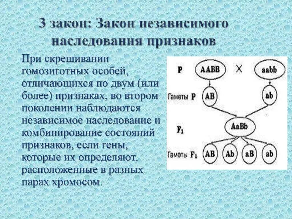 Закон независимого наследования признаков Менделя. 1. Закон независимого наследования признаков.. 3 Закон Менделя закон независимого наследования. Закон независимого наследования признаков схема.