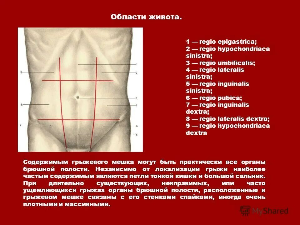 Париетальная брюшина анатомия латынь. Строение брюшины топографическая анатомия. Париетальная брюшина анатомия латынь. Брюшной латынь. Строение пищеварительной системы на латыни.
