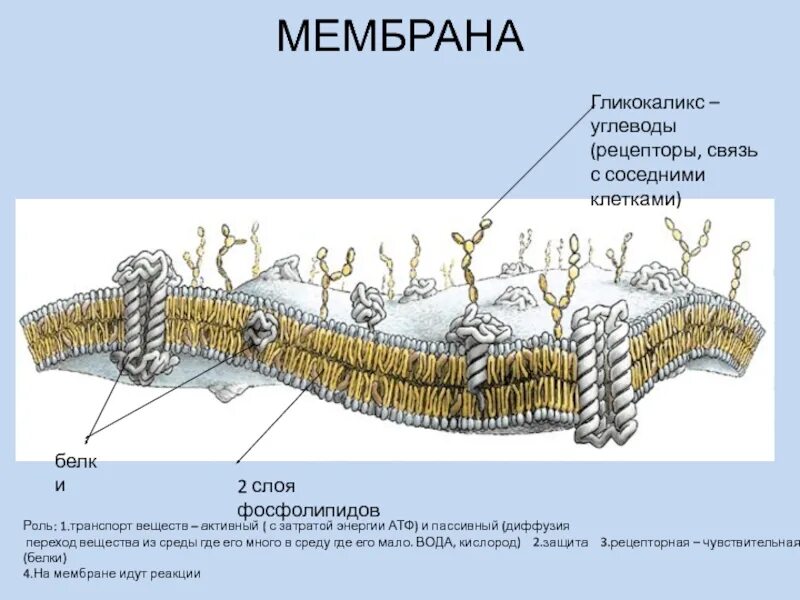 Клеточная стенка гликокаликс. Клеточная мембрана гликокаликс. гликокаликс энтероцитов. биологической мембраны гликокаликс. строение мембраны гликокаликс.