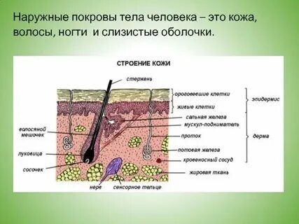 Общий покров это
