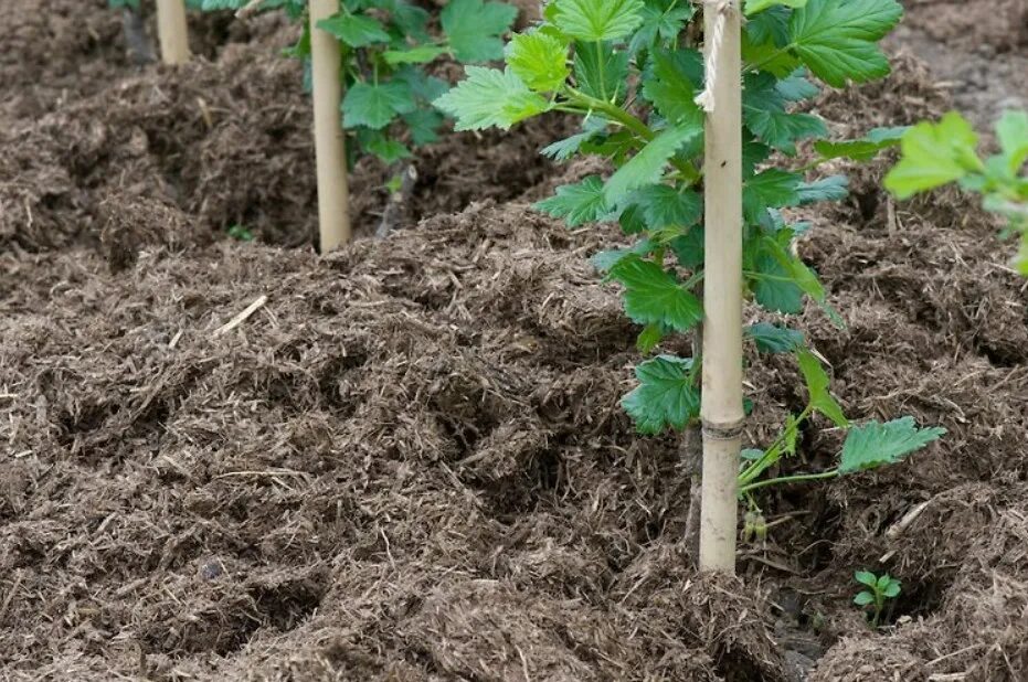 Посадка саженцы крыжовника. Мульчирование черенков. Мульчирование саженцев плодовых деревьев. Мульчирование жимолости. Крыжовник навоз.