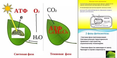 фотосинтез световая и темновая фазы