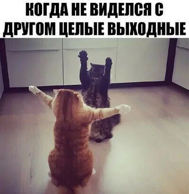 Давно не виделись. Когда давно не виделись. Долго не виделись. Иди обниму котик. Кот хочет обниматься.