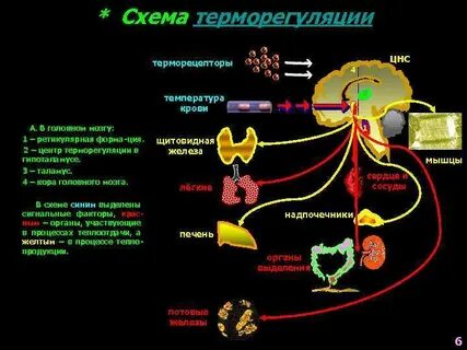 Центр терморегуляции гипоталамуса