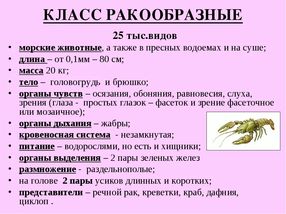 Краткая характеристика класса 8 класс. Характеристика ракообразных 7 класс биология. Общая характеристика типа Членистоногие 7 класс ракообразные. Тип Членистоногие класс ракообразные кратко. Биология 7 класс Тип Членистоногие класс ракообразные.