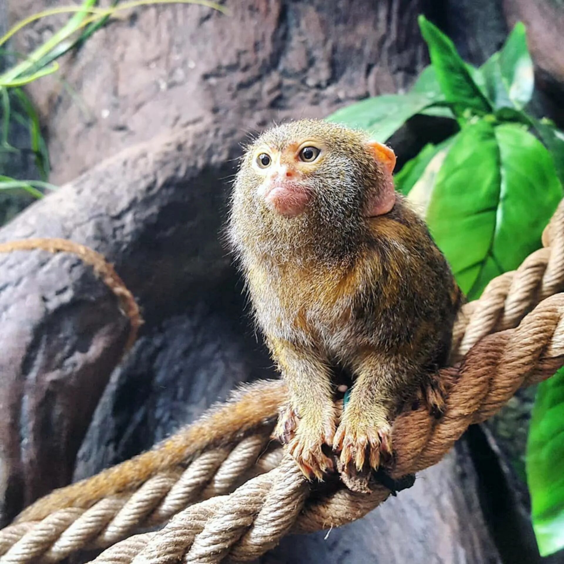 обезьянка игрунка. мармозетка игрунковая. карликовый игрунок.