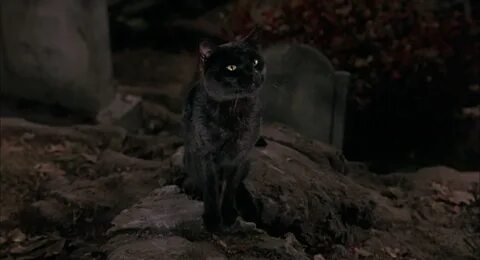 Коты 1993