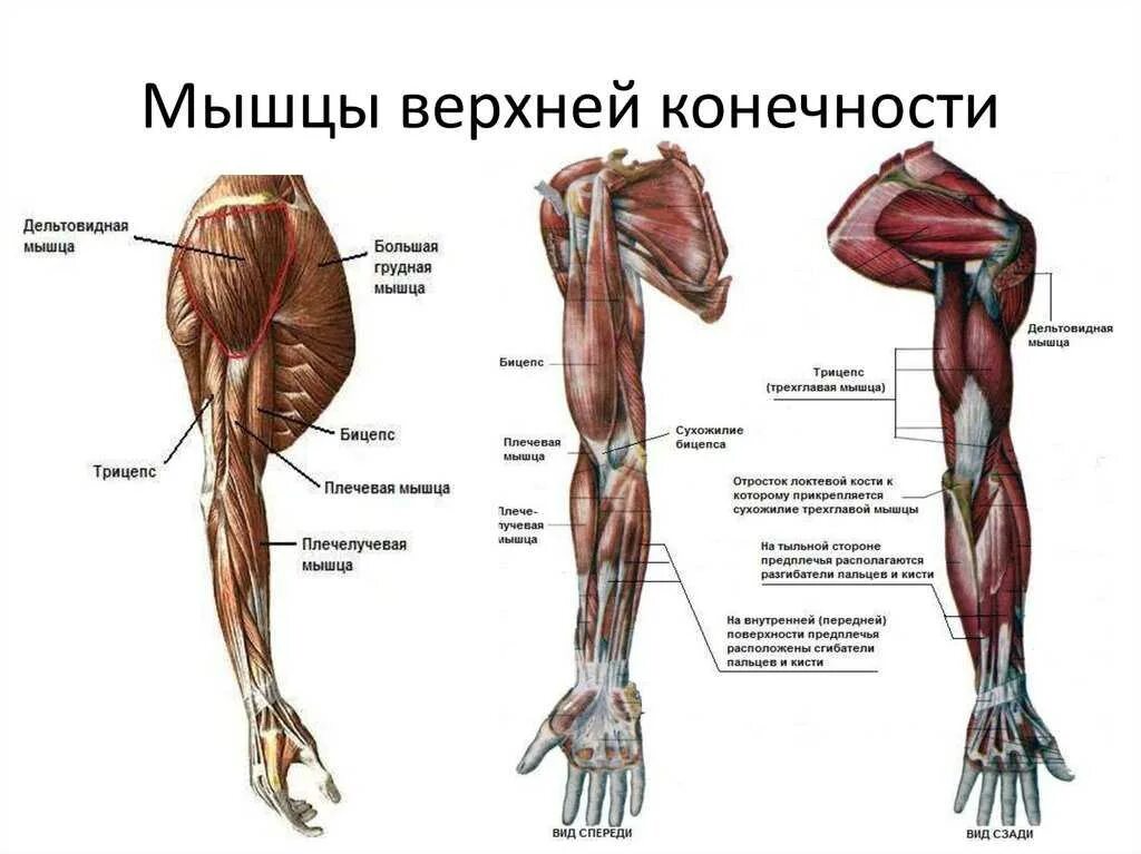 Какие мышцы самые. Мышцы верхних конечностей человека анатомия. Мышцы верхних конечностей основные мышцы. Мышцы свободной верхней конечности анатомия строение. Поверхностные мышцы верхних конечностей.