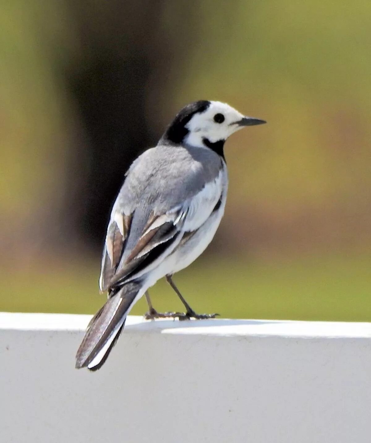 Фото трясогузки. Белая трясогузка. Белая трясогузка Motacilla Alba. Трясогузка белая трясогузка. Трясогузка, птичка, трясогузка..