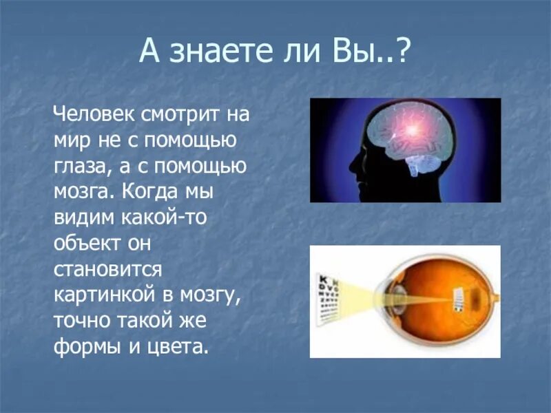 Мы видим мозгом. Доклад зрение человека. Человек видит мозгом, а не глазами. Как мы видим с помощь глаз. Цели проекта в 4 классе про зрение человека.