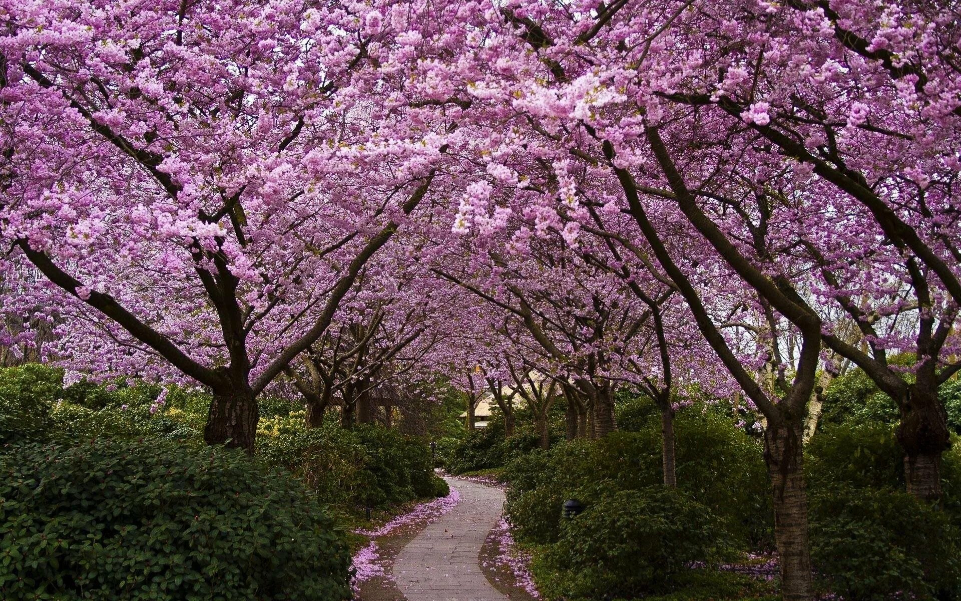Bahor rasmlari. Сакуровый сад в Японии. Цветение Сакуры в Японии сады. Сакура черри блоссом дерево. Pink черри блоссом дерево деревья парк.