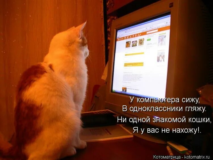 Почему сидят в одноклассниках. Кот сидит на компьютере. кошка сидит в интернете. кот сидит за компьютером. кот сидит у компьютера в одноклассниках.