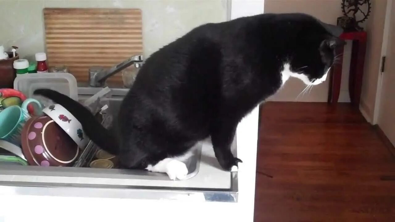 Как отучить кота по утрам