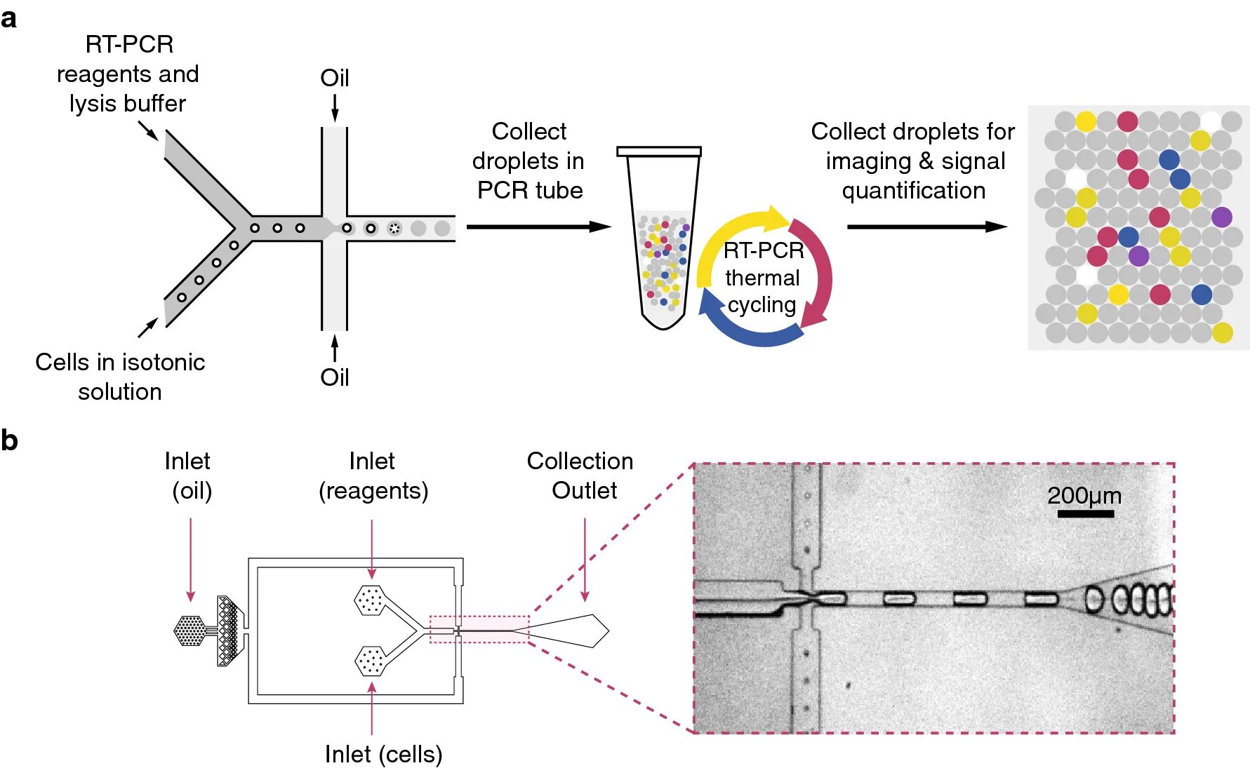 Полимеразная цепная реакция. Rt pcr код. Rt pcr код. Rt pcr. Pcr — полимеразная цепная реакция.
