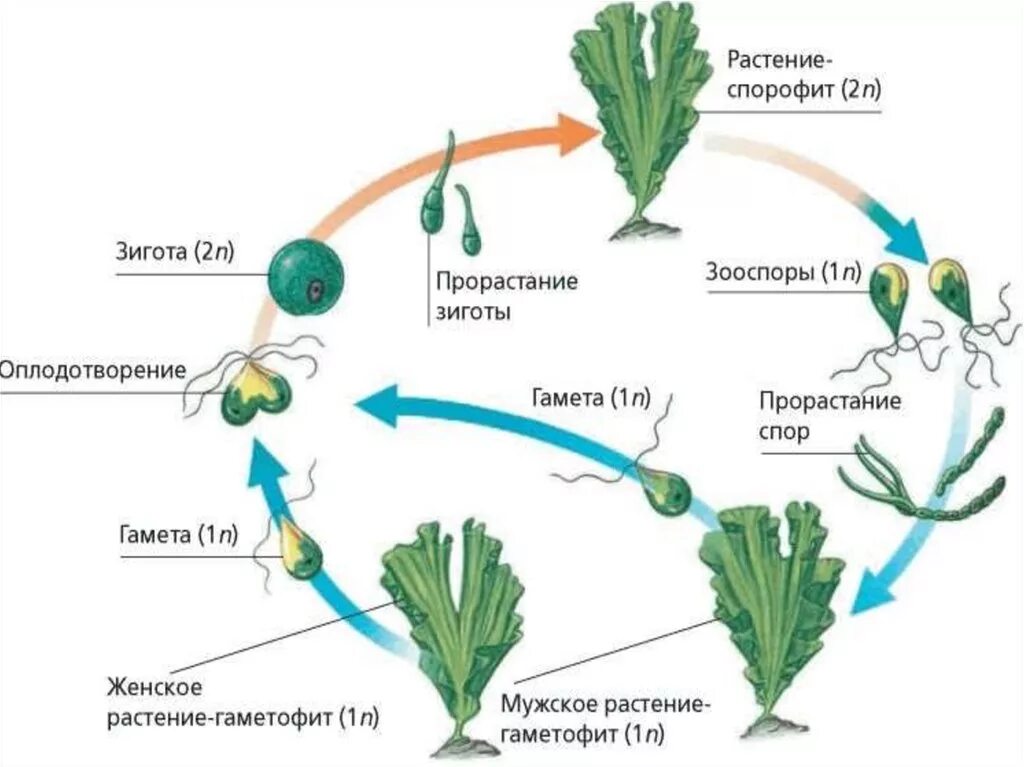 В жизненном цикле водорослей преобладает