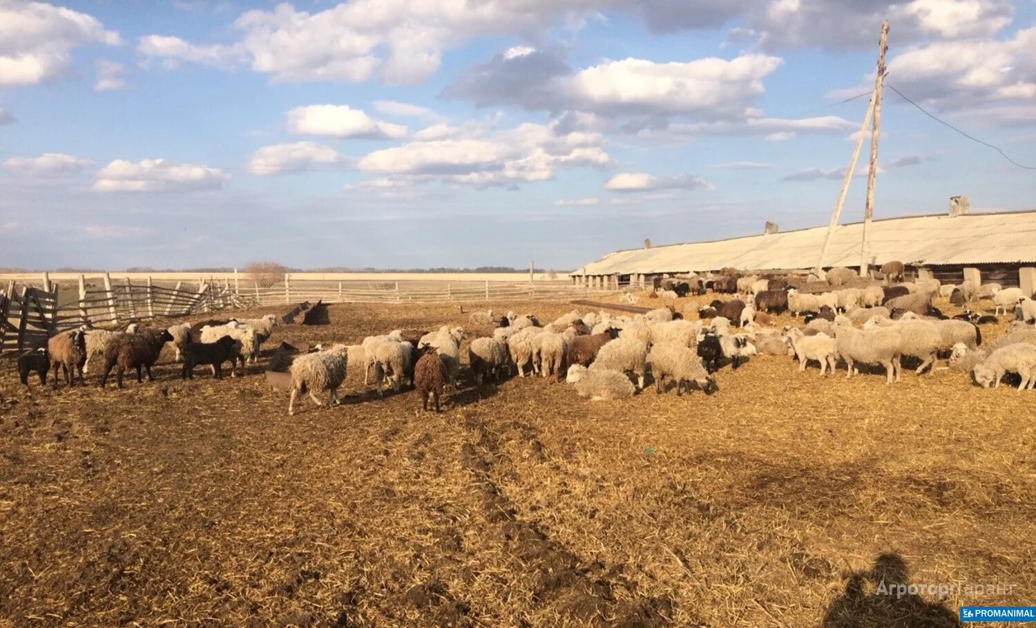 Купить алтайских овец. Овцеводство в Алтайском крае. Скотоводство на Алтае. Овцеводство в Алтайском крае многокорпуснныйулей. Животноводство Алтайского края картинки.