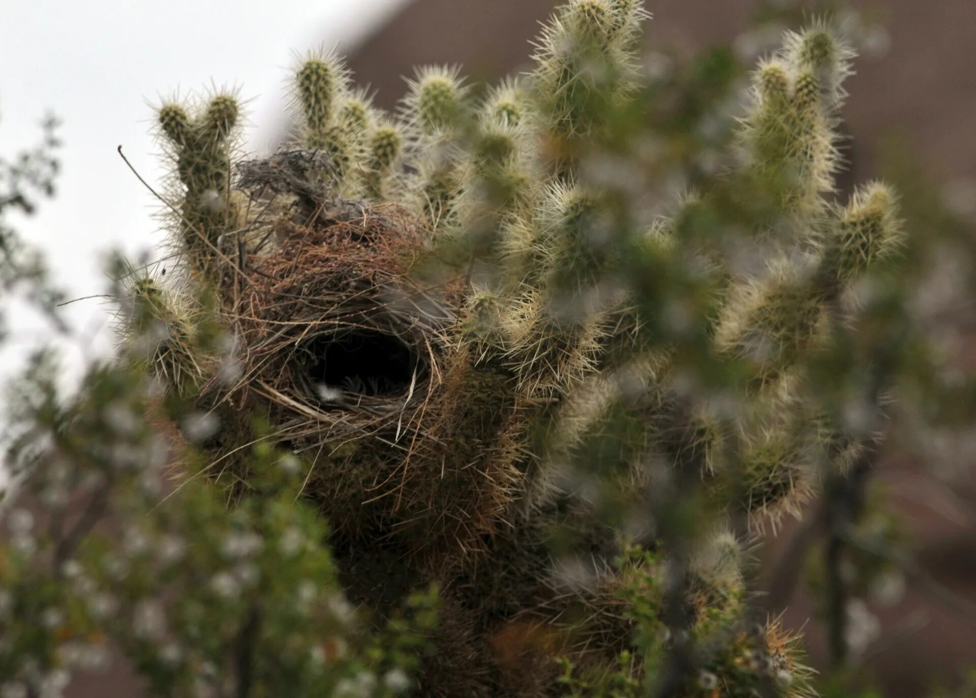 Кактусовый сыч впр 5 класс. Кактус Bird Nest. Сыч Эльф в кактусе Сагуаро. Сыч в кактусе. Гнездо в кактусе.