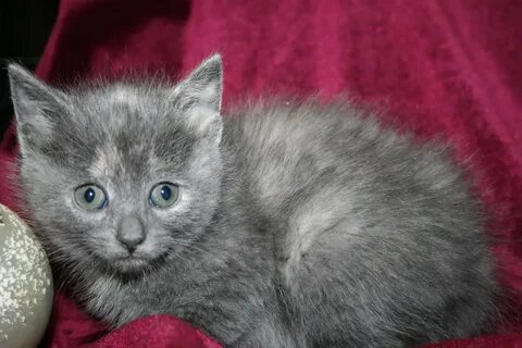 Дымчатый котенок