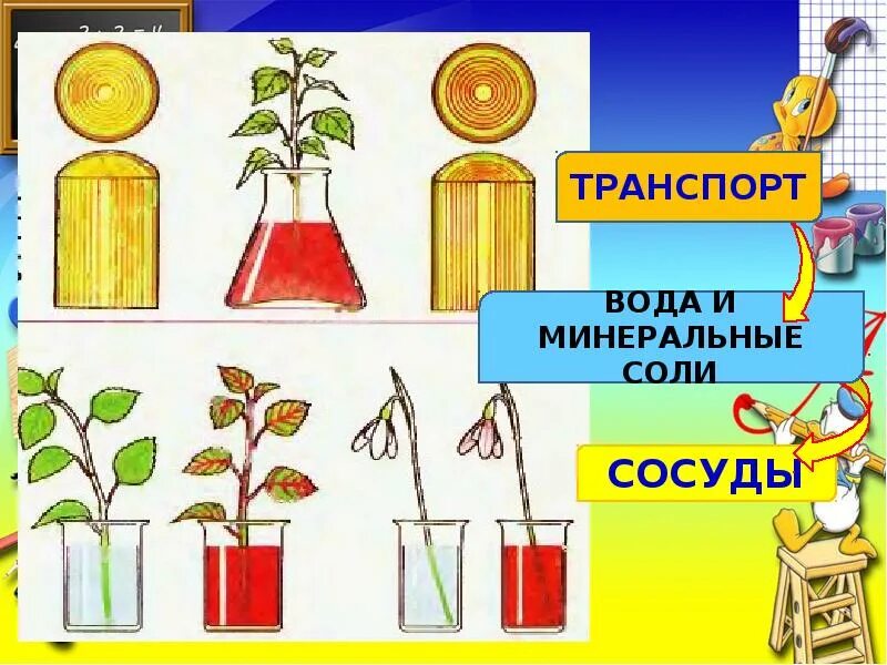 Передвижение воды и Минеральных веществ. Движение воды и Минеральных веществ по растению. Передвижение веществ в растении по стеблю. Транспорт воды и Минеральных веществ. Какие вещества передвигаются по сосудам древесины