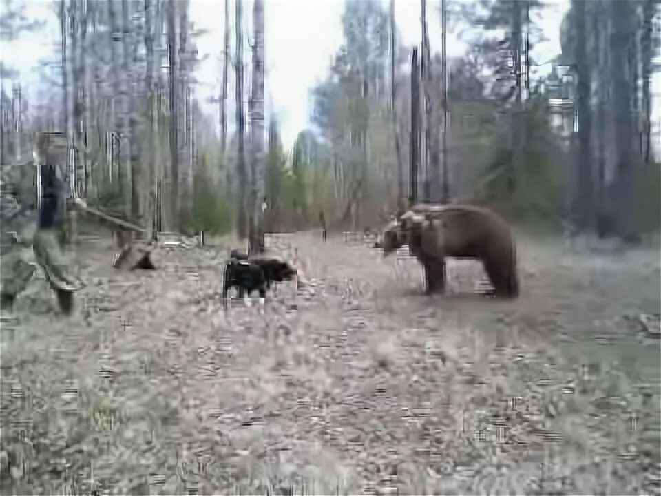 Фальшфейер против медведя. Акита против медведя. Боится ли медведь фальшфейера. Фальшфейер против медведя видео.