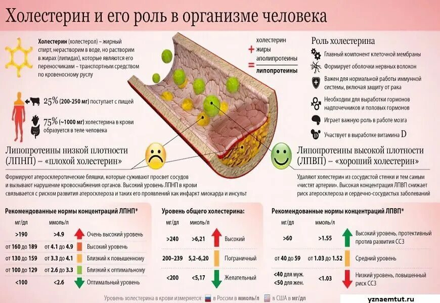 Определение липопротеинов высокой плотности лпвп альфа норма. Уровень холестерина. Что снижает холестерин. Пониженный холестерин. Холестерин норма.