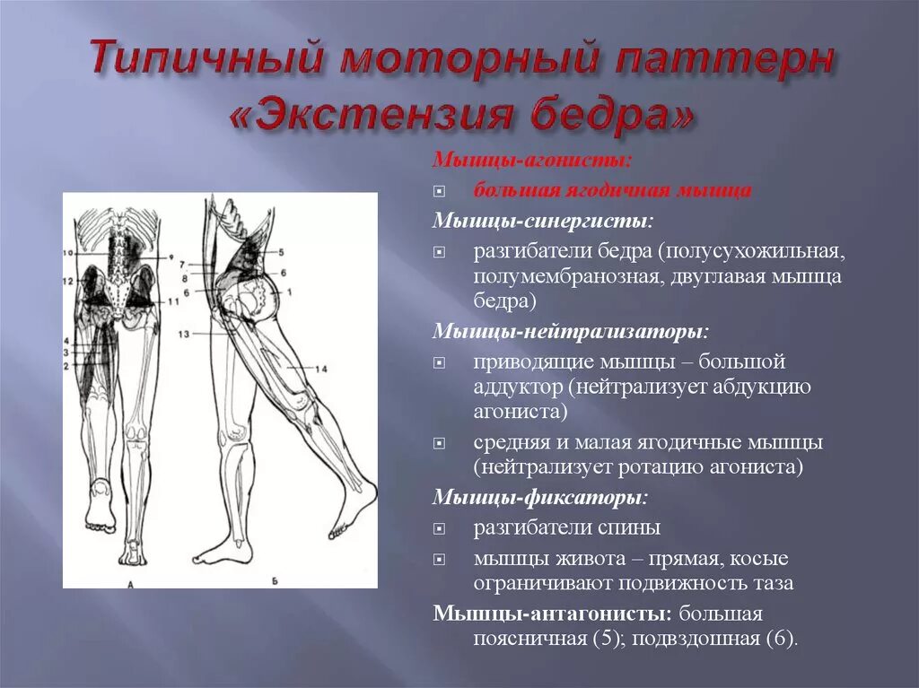 Мышца таза разгибающая бедро