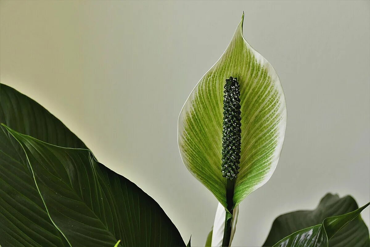 Женское счастье зеленеют цветы. Спатифиллум пятнистый. Spathiphyllum blandum. Женское счастье зеленеют цветы. Спатифиллум чахнет.