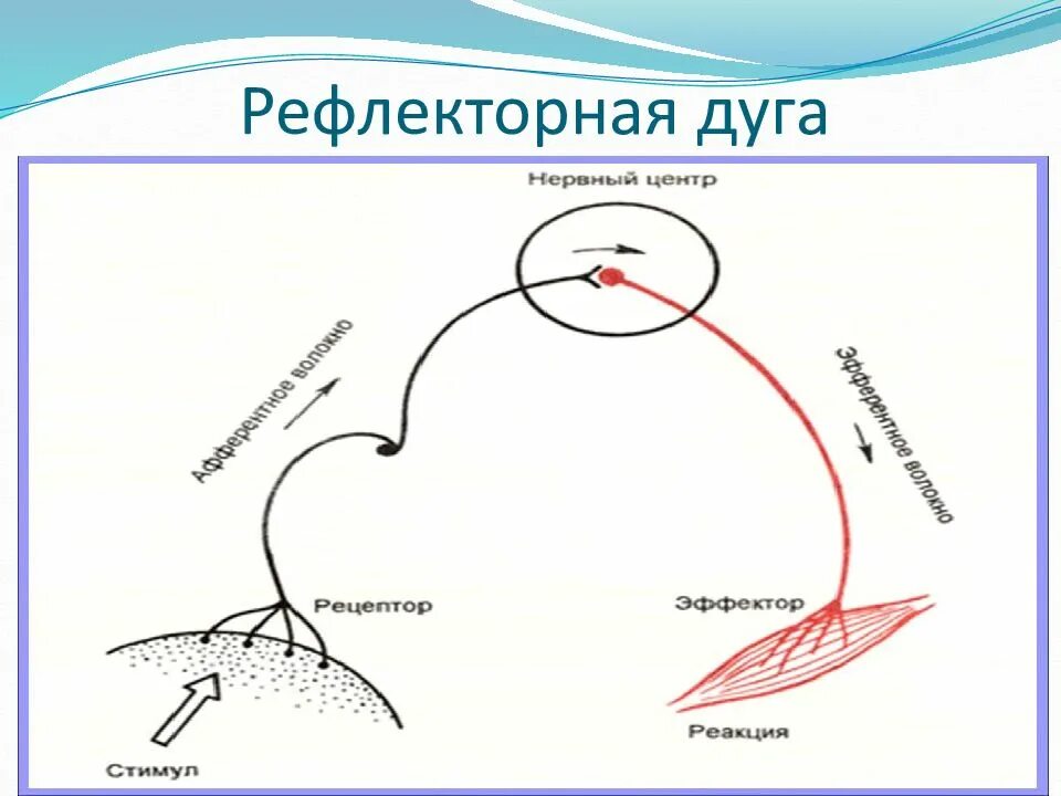 Рефлекторная дуга чихания схема. Классические рефлекторную дугу и рефлекторное кольцо. Рефлекторная дуга и рефлекторное кольцо. Рефлекс рефлекторная дуга рефлекторное кольцо. Участки рефлекторной дуги