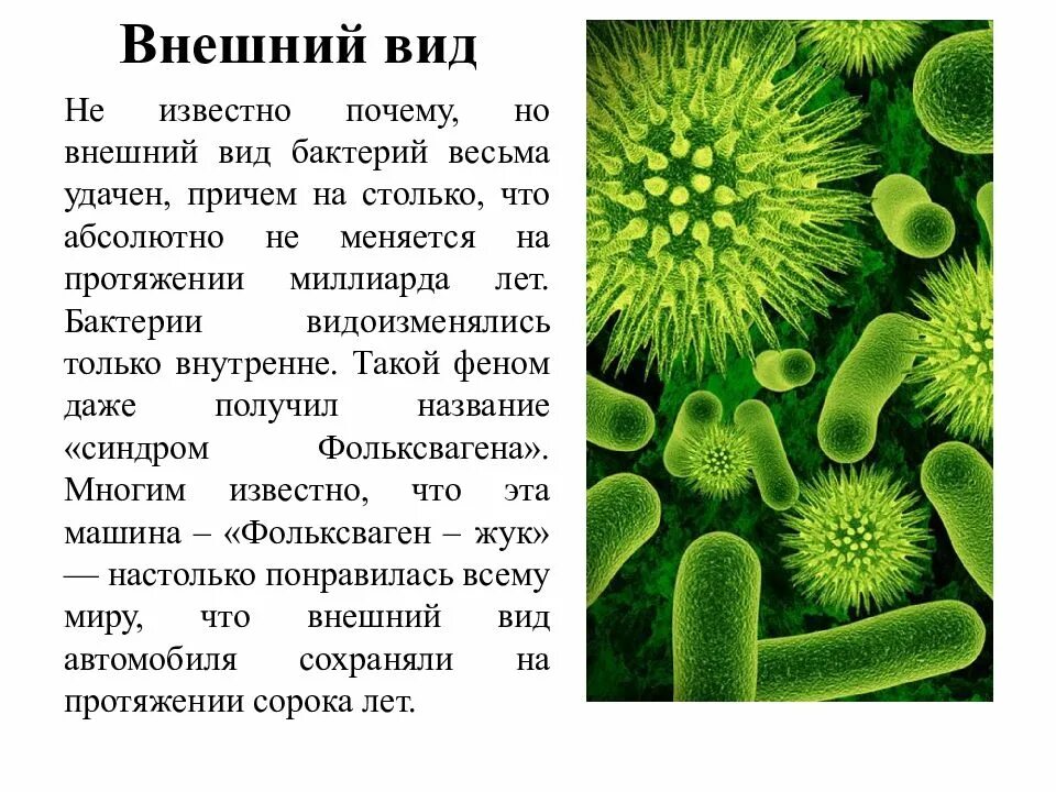 Тема бактерии и вирусы 5 класс. Бактерии доклад 5 класс биология. Микробы доклад 5 класс биология. Рассказ о бактерии 5 класс по биологии. Доклад о бактериях.