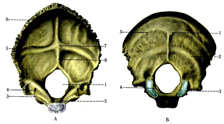 Мыщелок черепа. Анатомия затылочной кости черепа. Затылочная кость черепа анатомия строение. Затылочная кость pars lateralis. Строение затылочной кости черепа.