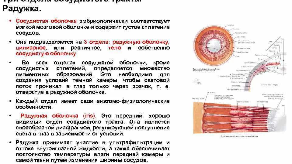 Анатомия и физиология сосудистого тракта. Физиология сосудистого тракта глаза. Слои сосудистого тракта глаза. Анатомия и физиология сосудистого тракта глаза.