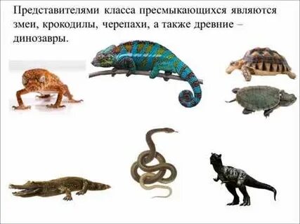 Класс пресмыкающиеся 2 вариант