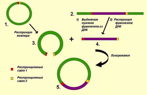 Клонирование плазмиды. Рестрикция ДНК схема. Молекулярное клонирование схема. Схема плазмиды вектора. Общая схема молекулярного клонирования.