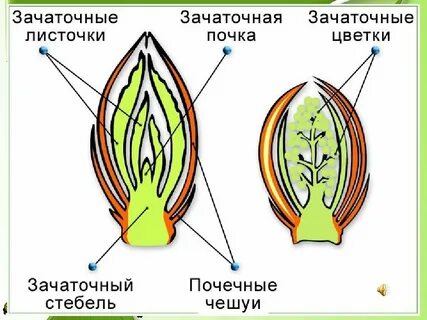 Как различают почки биология 6 класс