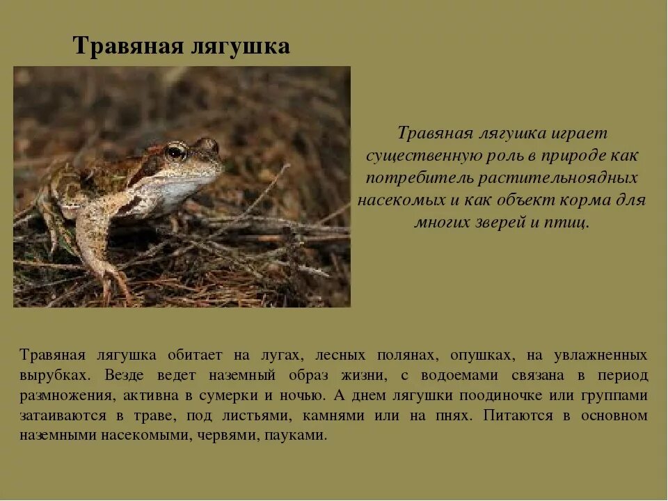 Жаба информация