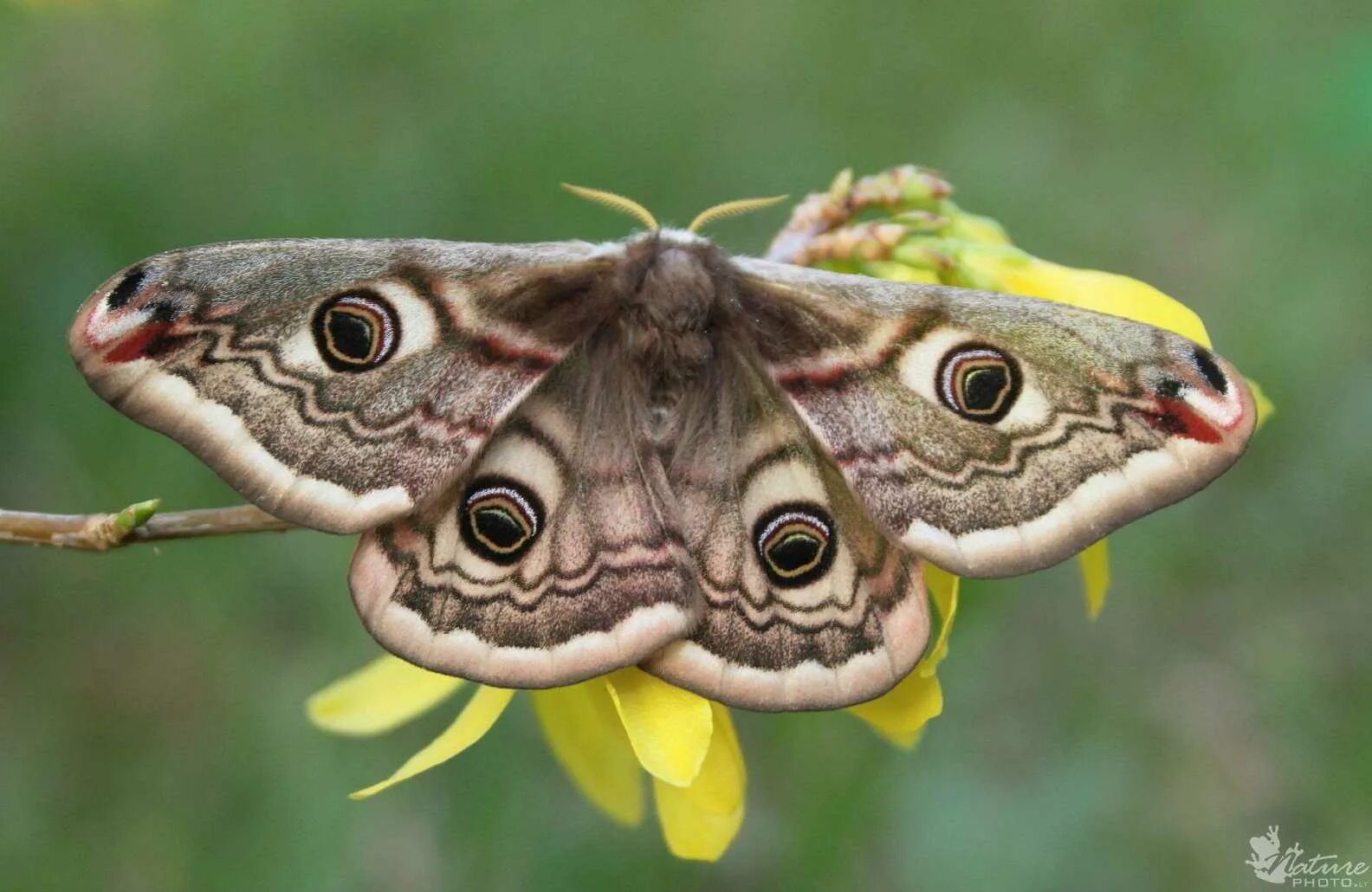 Бабочка Сатурния Павлиноглазка. Павлиноглазка малая Saturnia Pavonia. Бабочка Saturnia Pavonia. Бабочка ночная Грушевая Павлиноглазка. Чем питается бабочка павлиноглазка