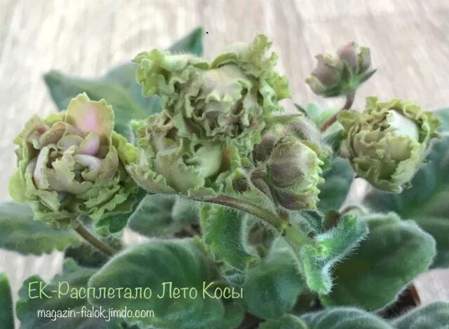 Фиалка расплетало лето косы. Расплетало лето косы. Фиалка расплетало лето. Расплетало лето косы. Ек-расплетало лето косы фиалка.