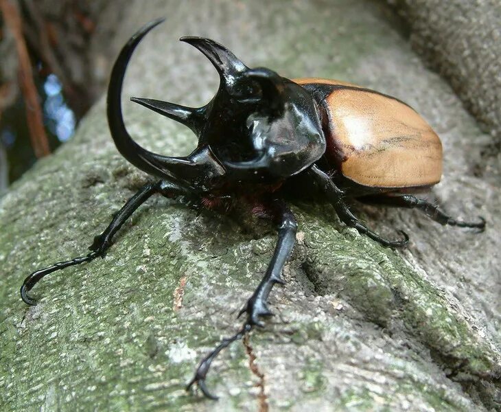 Stag Beetle Photo, Picture Stag beetle, Beetle, Insects