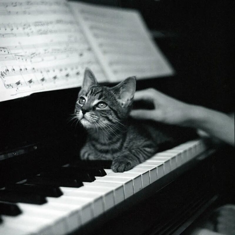 Музыкальных кошечек. Пианино «котёнок». Кот на пианино. Кот на рояле. Коты и пианино.