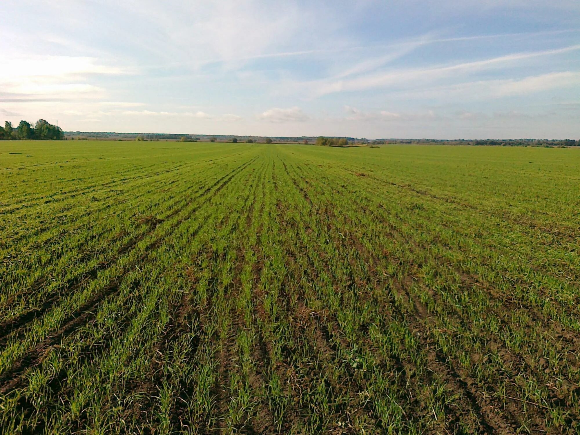 Soil salinity. Неиспользование сельскохозяйственных земель. Заросшие поля россии. Неиспользование сельскохозяйственных земель. Пахотные поля белоруссия.