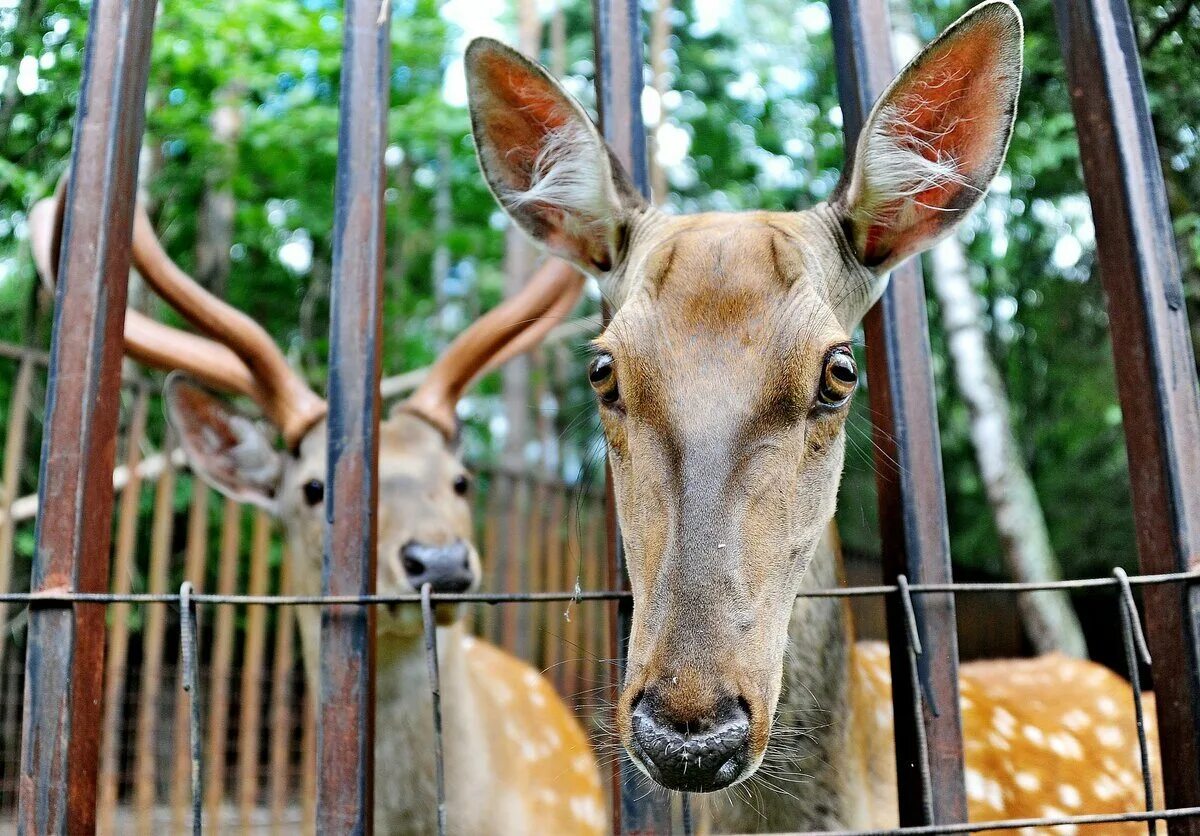 Московский зоопарк Moscow Zoo. Зоосад Московского зоопарка. Московский государственный Зоологический парк. Московский зоопарк Москва животные. Московские зоопарки лучшие