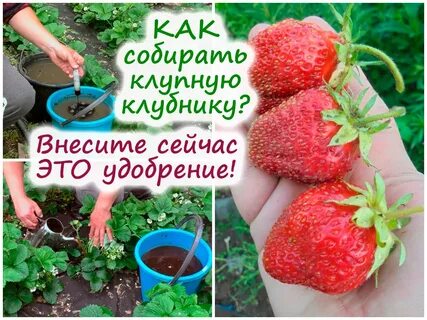 Слаще чем подкармливать