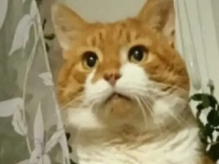 Петиция о коте
