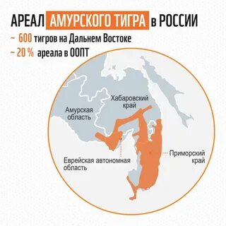 В какой среде обитают тигры